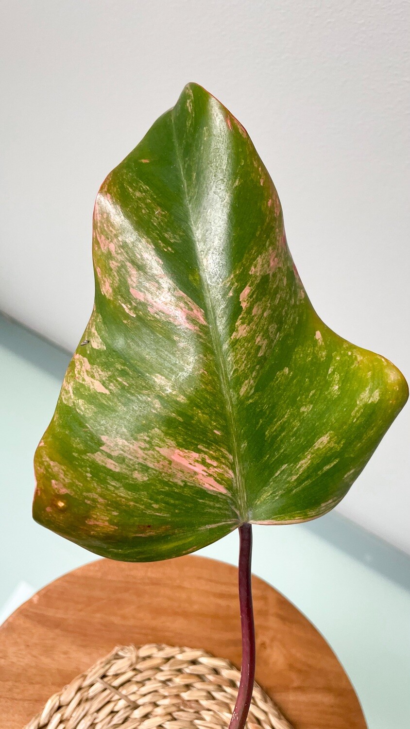 Philodendron Strawberry Shake (Variegated)