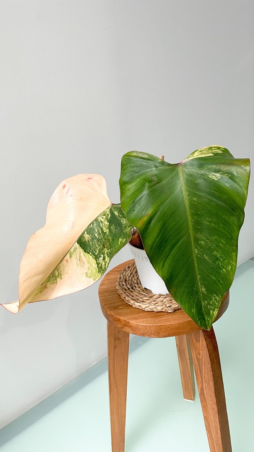 Philodendron Strawberry Shake (Variegated) XXL