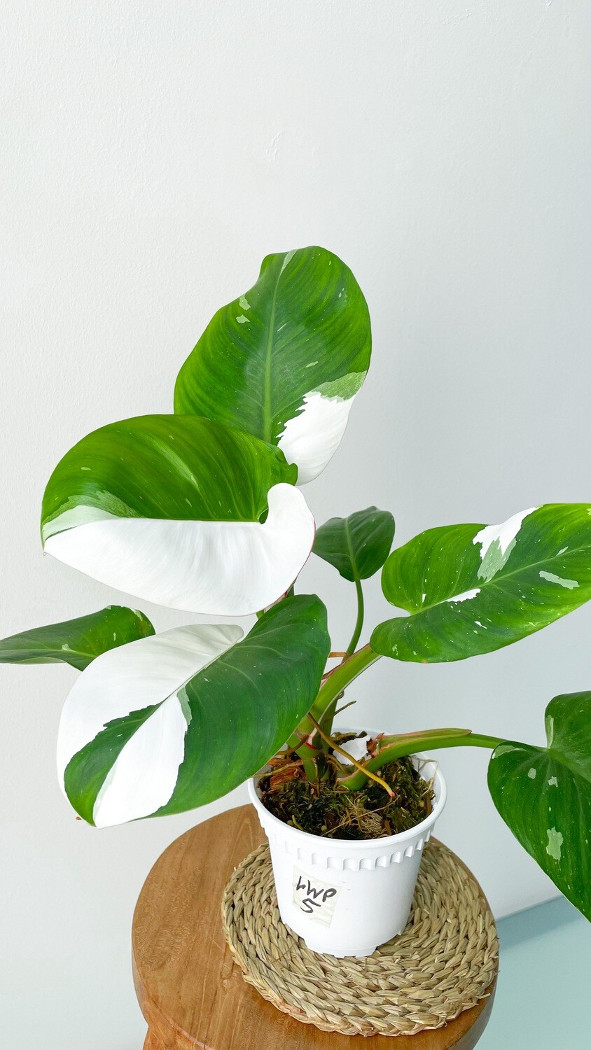 Philodendron White Princess XL