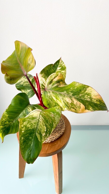 Philodendron Strawberry Shake (Variegated) -LARGE
