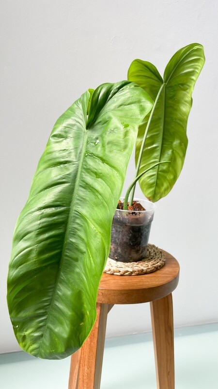 Philodendron Sharoniae Mosquera