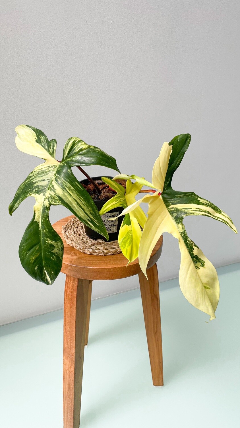 Philodendron Florida Beauty (Variegated)