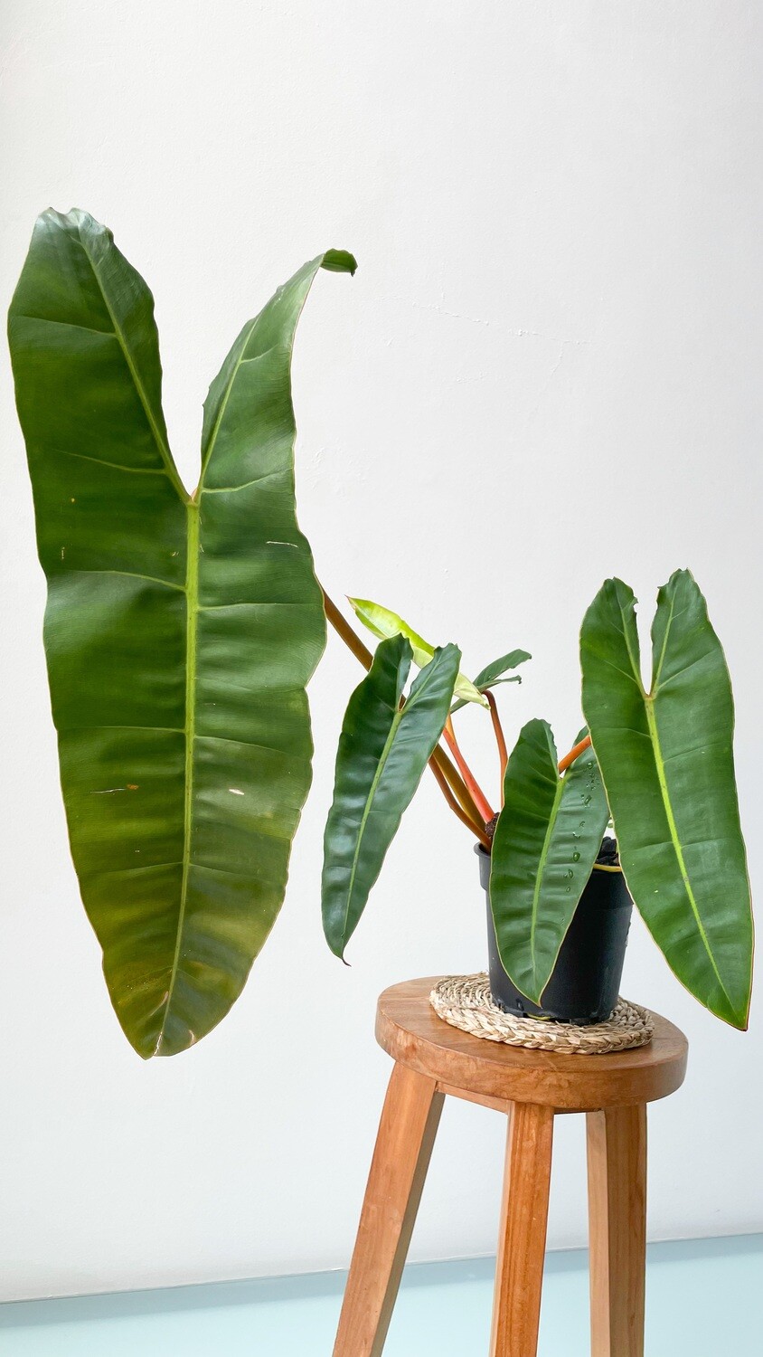 Philodendron Billietiae - GIANT