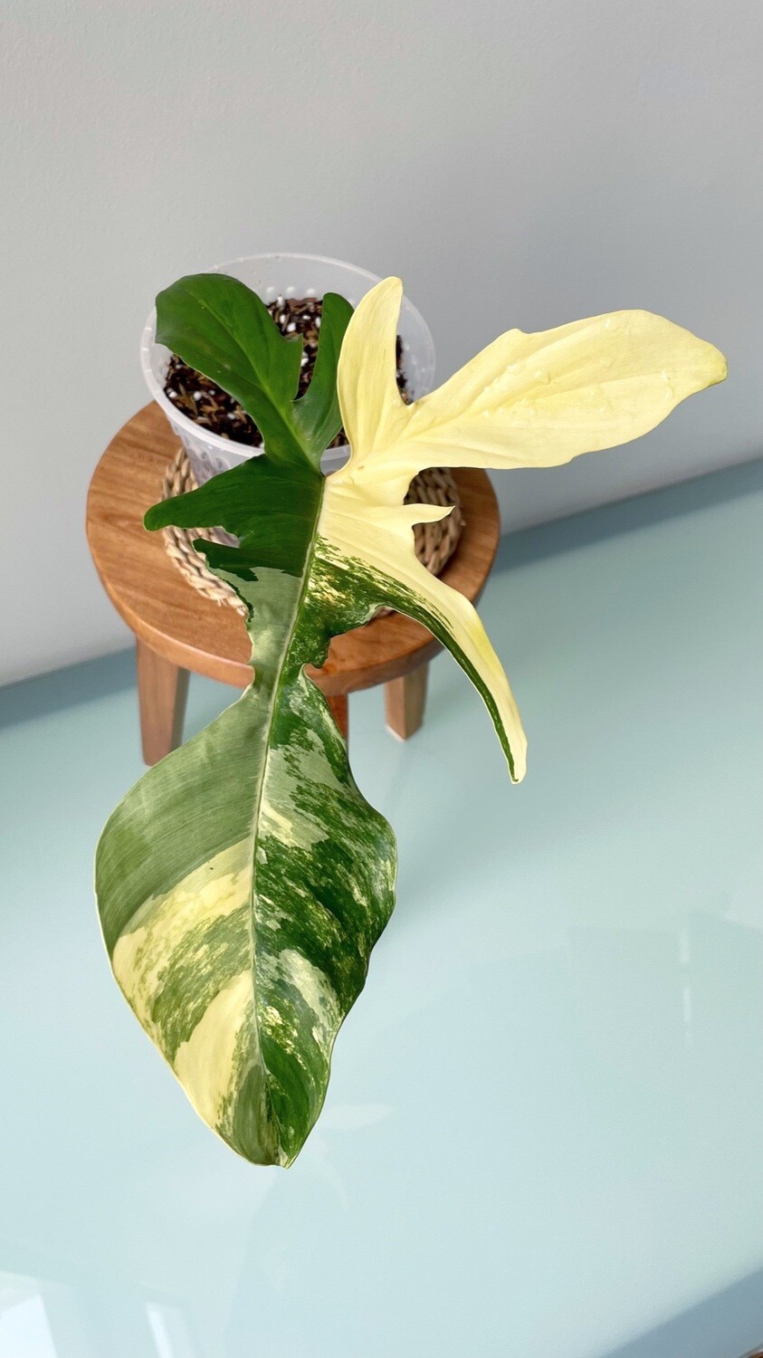 Philodendron Florida Beauty (Variegated)