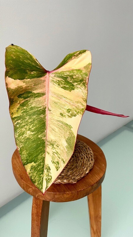 Philodendron Strawberry Shake (Variegated)