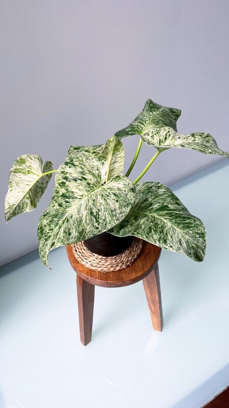 Philodendron Giganteum Blizzard (Variegated)