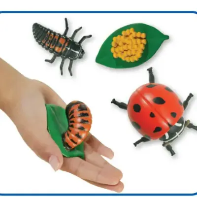 Ciclo di vita della coccinella
