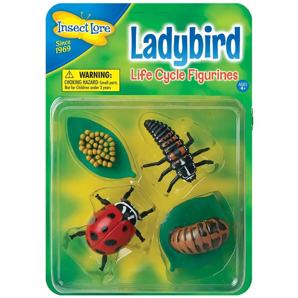 Ciclo di vita della coccinella
