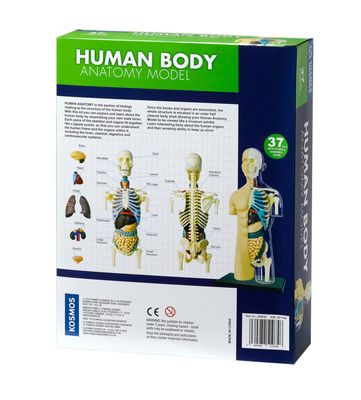 Kit scientifico - Modello di Anatomia del Corpo Umano