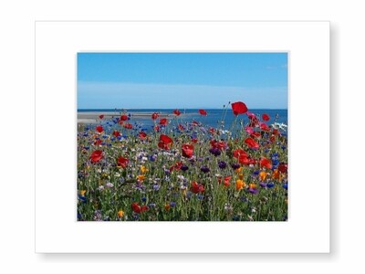 Red Poppies and Wildflowers Overlooking Davis Bay Photograph