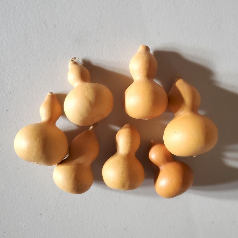 [IS] Miscellaneous Mini Gourds