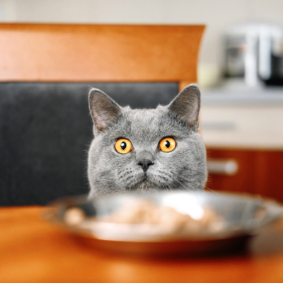 Dry Food
