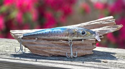 Natural Sardine, 6.75 in, 1.6 oz "Credit Card or PayPal accepted at checkout"