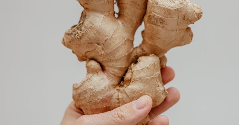 Edible Ginger Root Plant - Zingiber Officinale