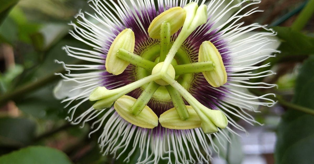 Purple Passion Fruit- Passiflora Edulis "possum purple"