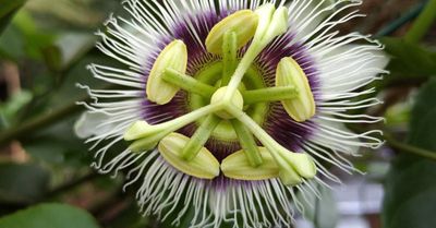 Purple Passion Fruit- Passiflora Edulis "possum purple"