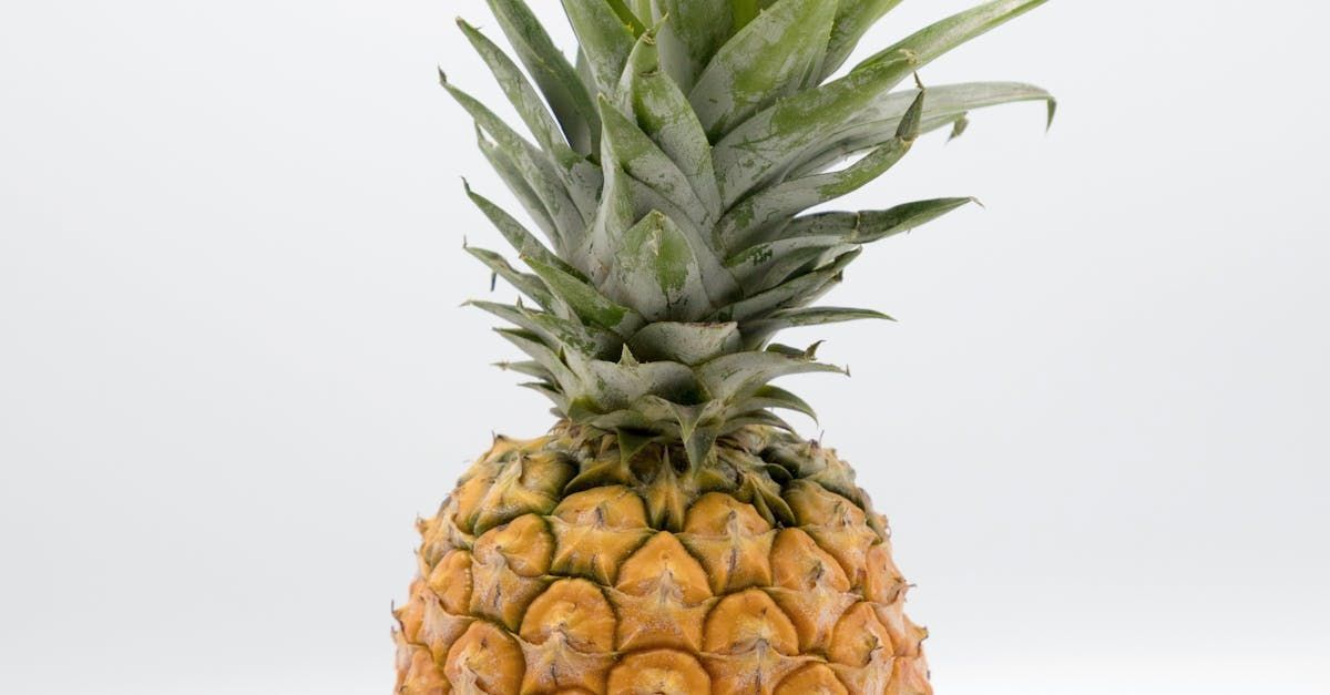 Sugarloaf Pineapple- Ananas comosus