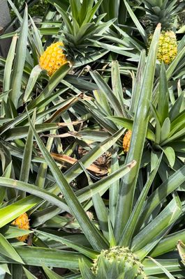 Sugarloaf Pineapple- Ananas comosus