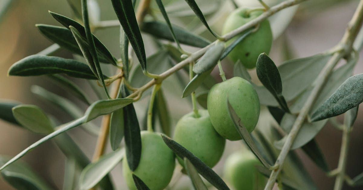 Arbequina Olive Tree - Olea Europaea