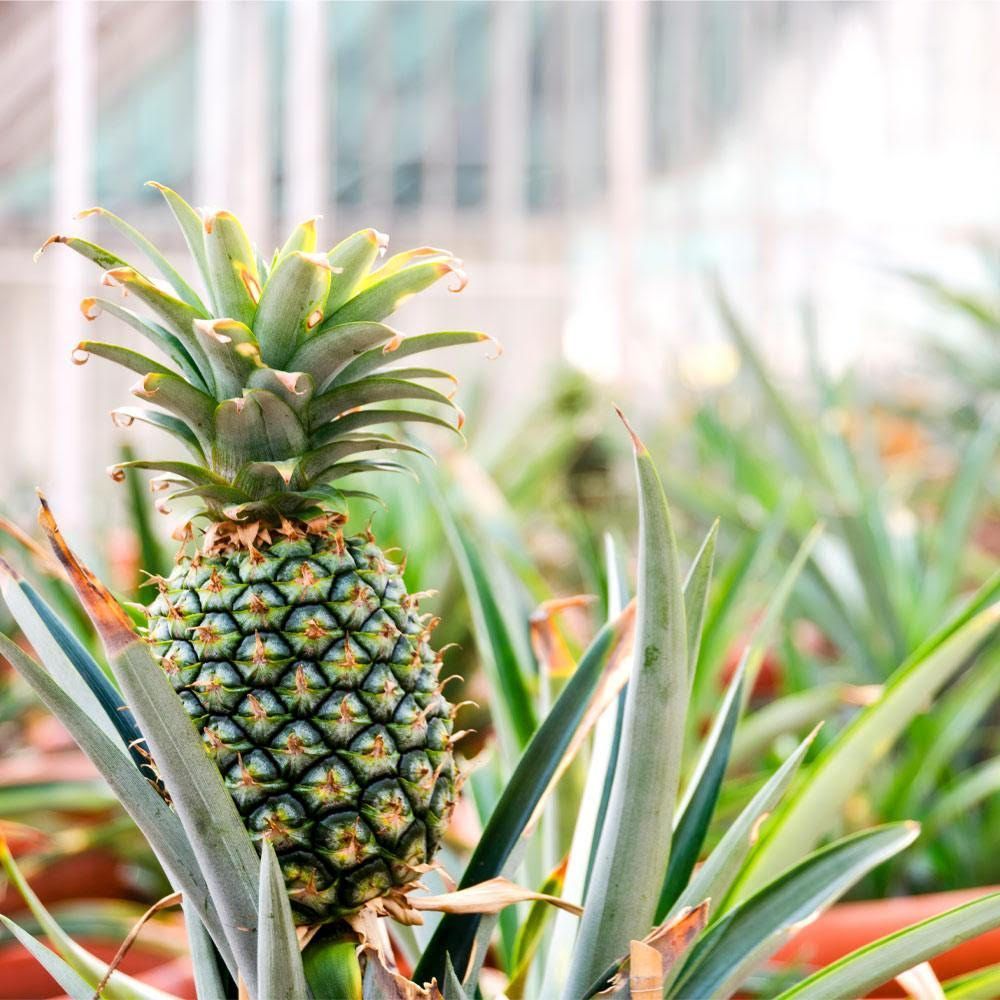 Sugarloaf Pineapple- Ananas comosus
