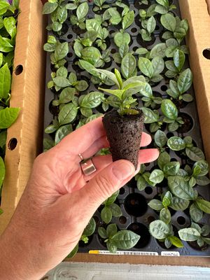 Green Tea Plant - large leaf camellia sinensis