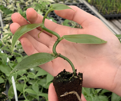 Vanilla Plants
