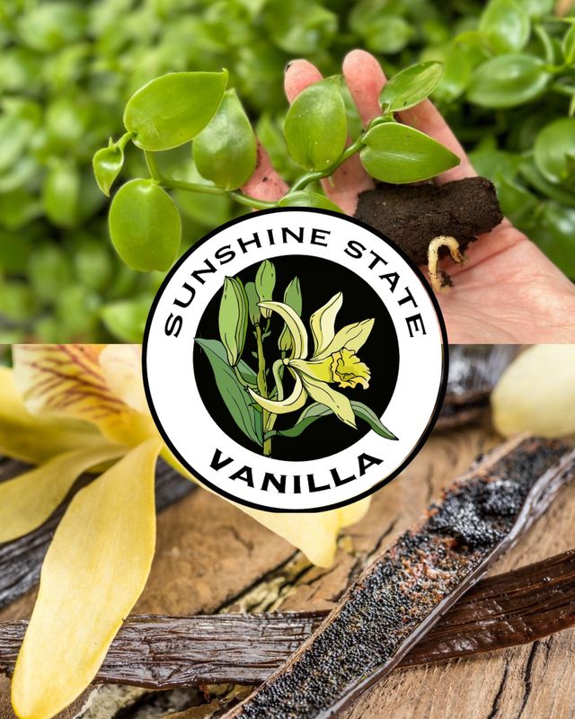 Vanilla Planifolia Plant (Virus tested) - FL Grown 6 flats (432 plants) Vanilla Planifolia Plant (Virus tested) - FL Grown 6 flats (432 plants)