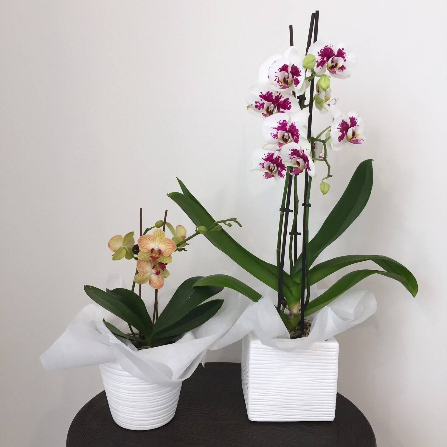 Plants - Orchid ($40 - $60) Plants - Orchid ($40 - $60)
