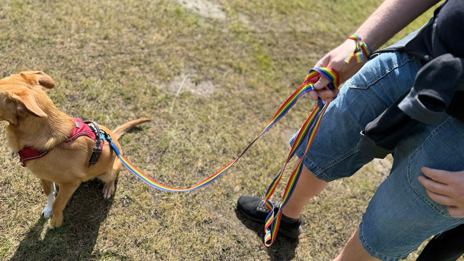 Rainbow Dog Leash