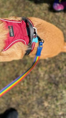 Rainbow Dog Leash