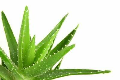 Aloe vera hydrosol (120 g)