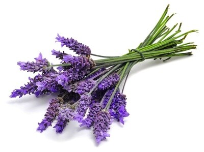 Lavender 40/42 essential oil
