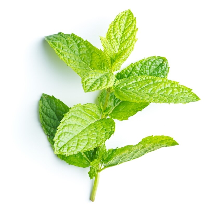 Peppermint essential oil