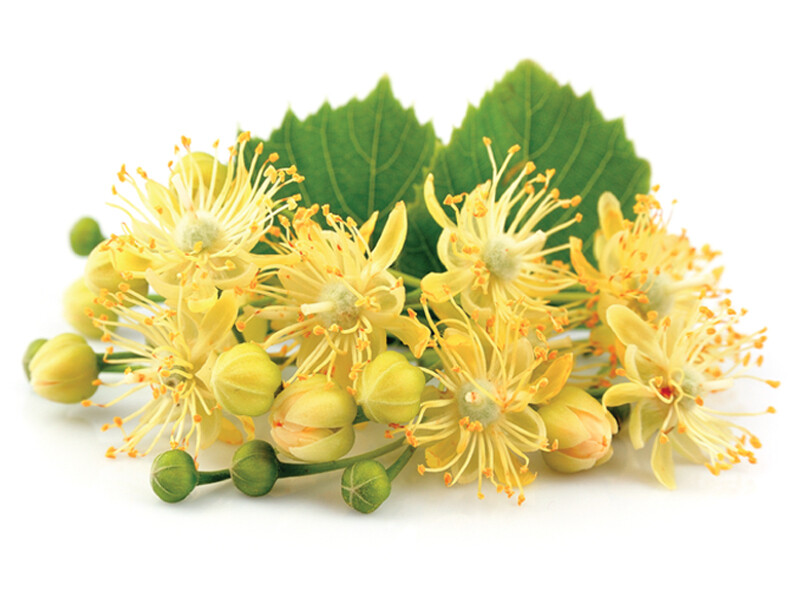 Linden Blossom Absolute Essential Oil (10g)