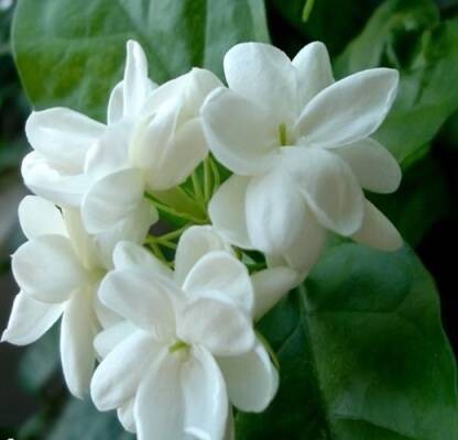 Jasmine Essential Oil (30 ml)