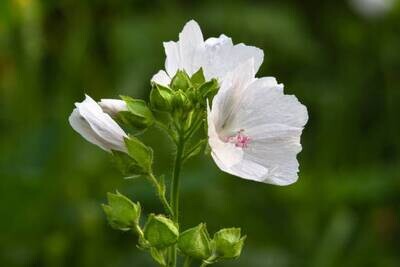 White Musk Powder fragrance oil