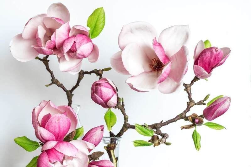 Magnolia Fragrance Oil