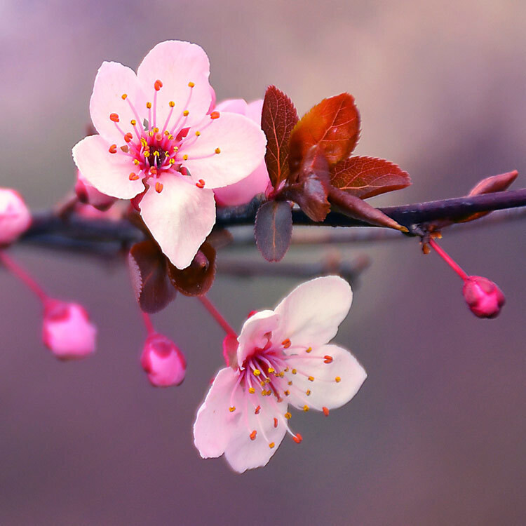 Cherry Blossom Fragrance Oil