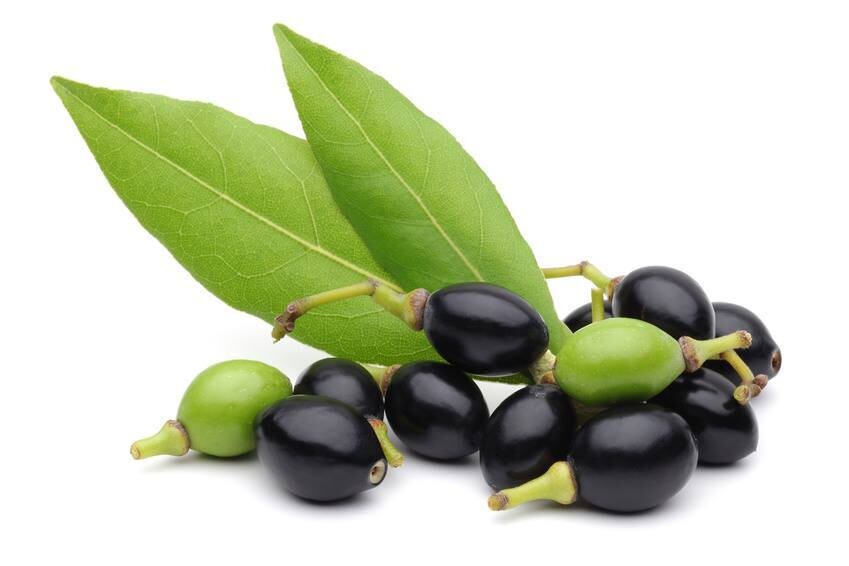 Laurel berry oil (120ml)
