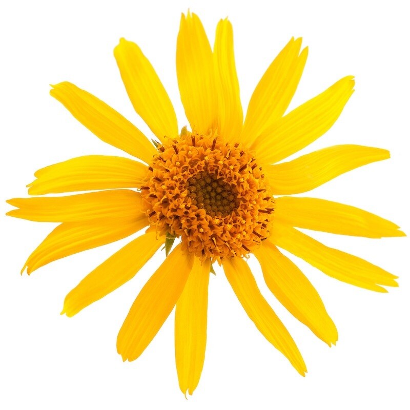 Arnica Oil ( 30 ml )