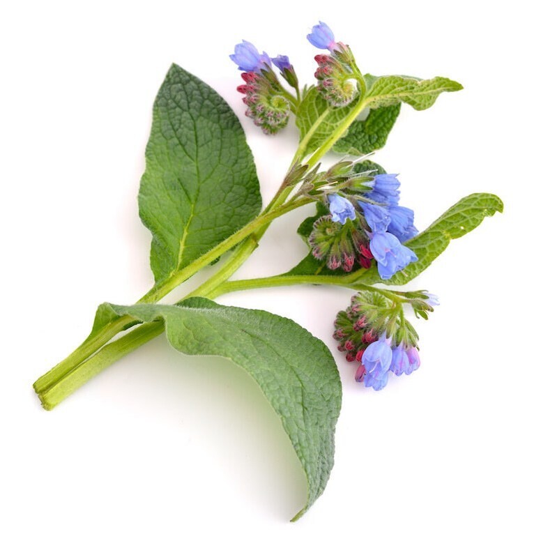 Comfrey Oil (30 ml )
