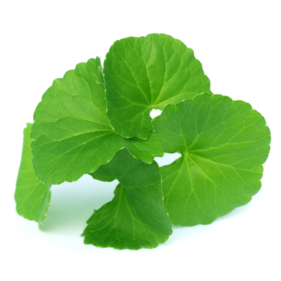 زيت الجوتوكولا (١٢٠ مل )
