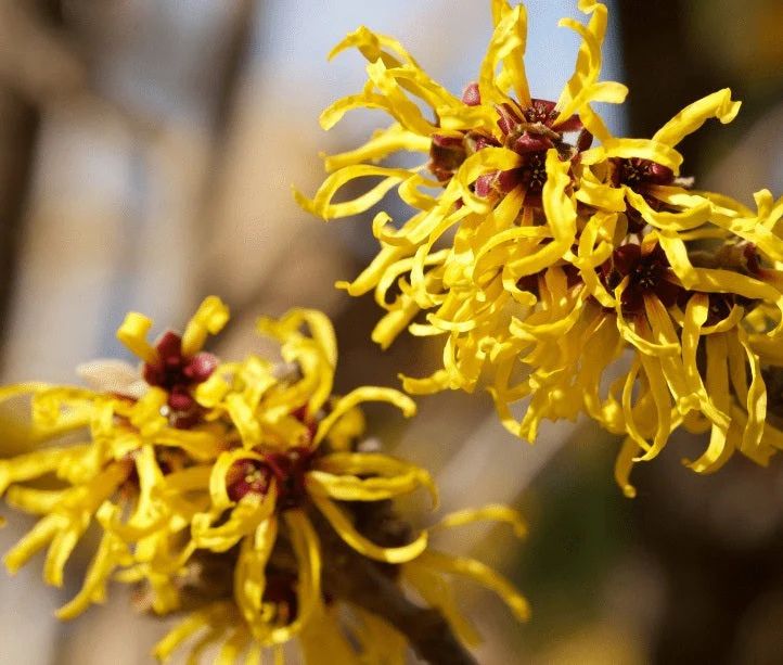 Witch hazel extract  (120 ml )