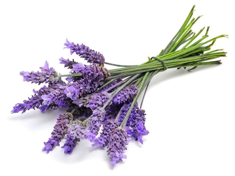 Lavender essential oil