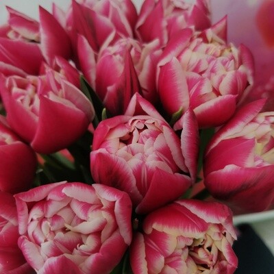 35 тюльпанов пионовидных розовых