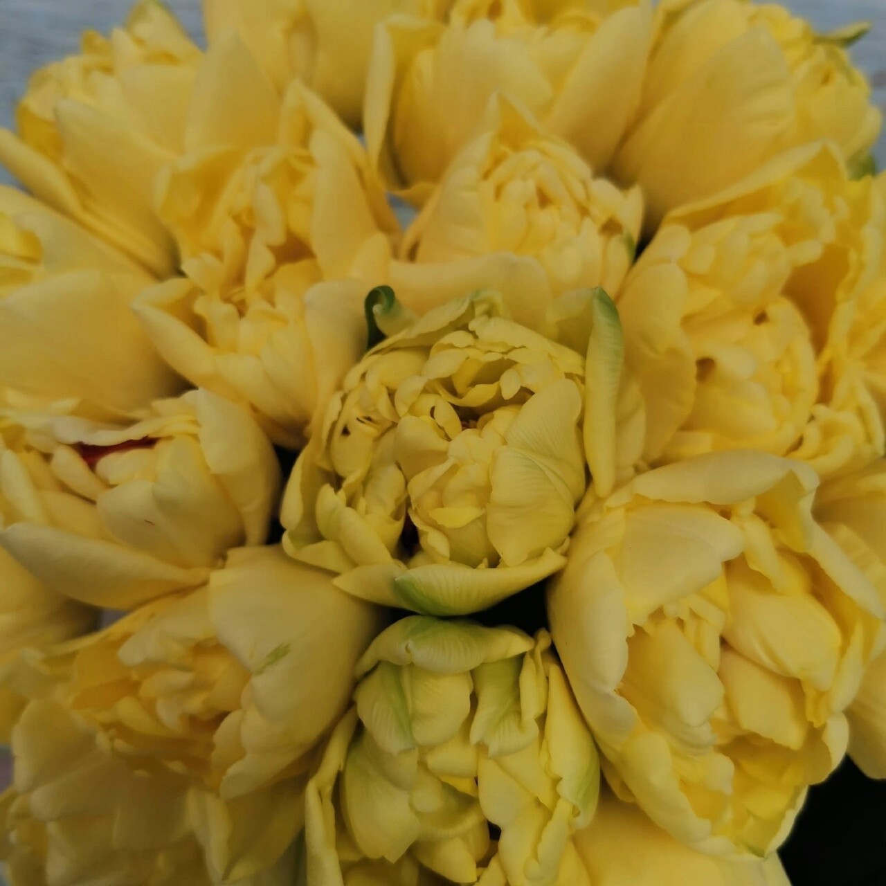 35 тюльпанов пионовидных лимонных