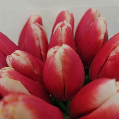 35 тюльпанов розовых с белым краем