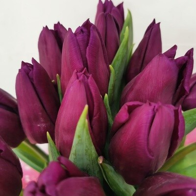 35 тюльпанов фиолетовых