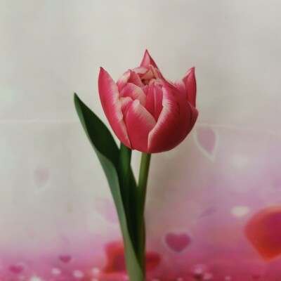 1 тюльпан пионовидный розовый