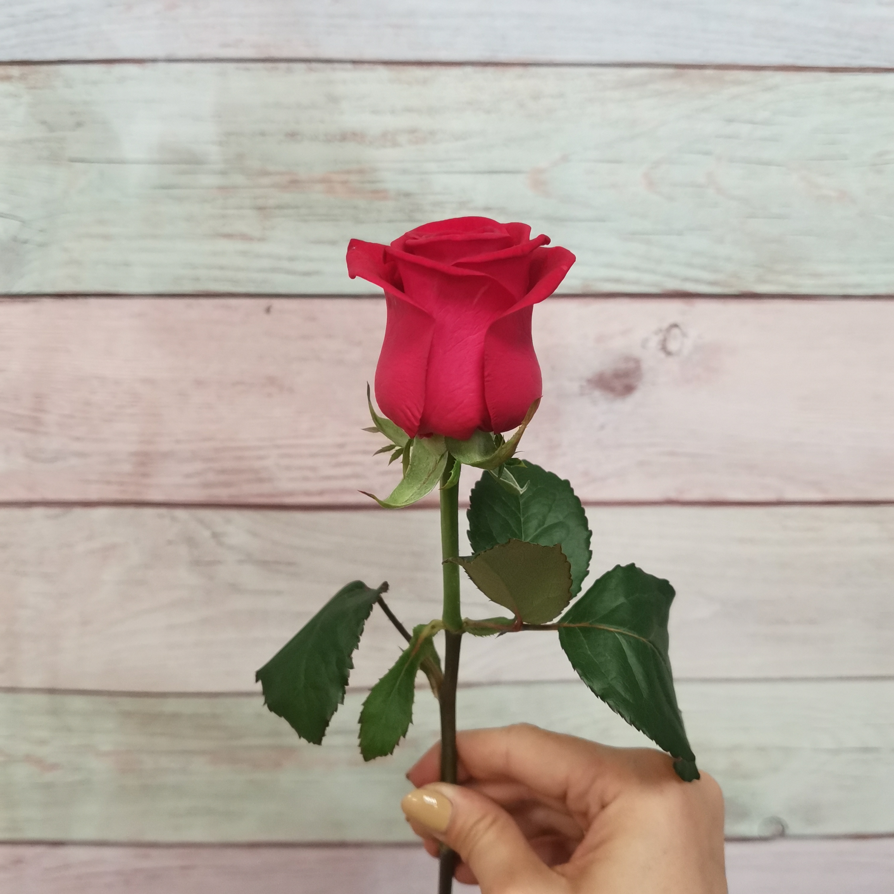 Купить розы поштучно недорого